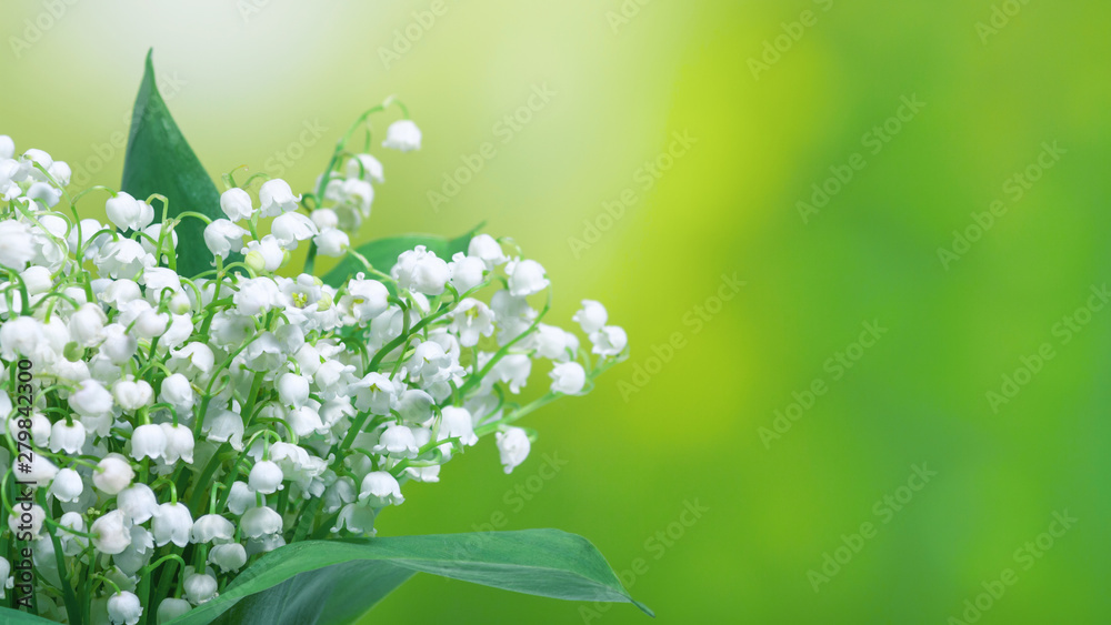 Lily of the valley (Convallaria majalis), blooming spring flowers, closeup with space for text. Spring background, banner. - obrazy, fototapety, plakaty 
