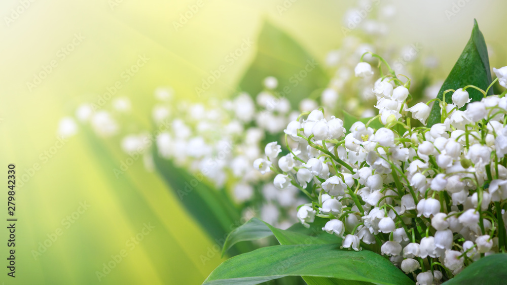 Lily of the valley (Convallaria majalis), blooming spring flowers, closeup with space for text - obrazy, fototapety, plakaty 