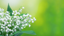 Lily Of The Valley (Convallaria Majalis), Blooming Spring Flowers, Closeup With Space For Text. Spring Background, Banner.
