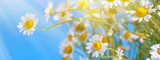 Fototapeta Tulipany - Сhamomile (Matricaria recutita), blooming spring flowers on a blue background, closeup, selective focus, with space for text