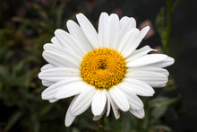 Leucanthemum X Superbum 'Becky' A Spring Summer Flowering Plant Commonly Known As Shasta Daisy