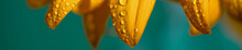 A Bright Sunny Sunflower With Dew Drops On Yellow Petals On Colored Background