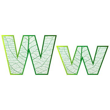 Set of eco Latin  letters texture leaf vein. Vector illustration. EPS 10.