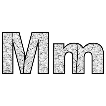 Set of eco Latin  letters texture leaf vein. Vector illustration. EPS 10.