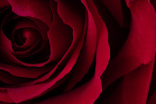 A Close Up Macro Shot Of A Red Rose.