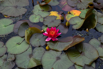 pink water lily in a pond