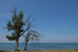 Fototapeta Na ścianę - a tree facing the blue sea