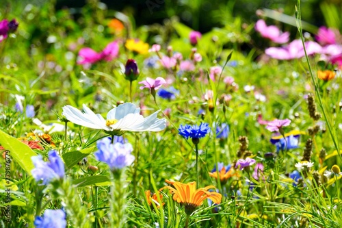 Blumenwiese - Hintergrund Blumen Wiese Wildblumen