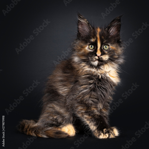 Incredible Patterned Tortie Maine Coon Cat Kitten Sitting Side