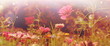 Blumenwiese - Blumen Wiese - Sommer Panorama Hintergrund