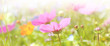 Blumenwiese - Hintergrund Blumen Wiese Wildblumen Panorama