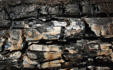 burnt tree trunk texture