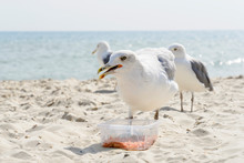 A Seagull Stealing Food On The Sea Beach