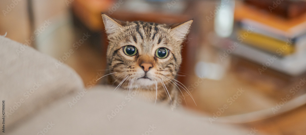 Cute short hair cat looking curious and snooping at home playing hide and seek
