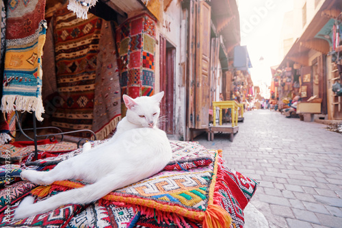 Fotografía Cute white cat sitting on hte carpet at souvenir shop on Fez Medina street, Morocco