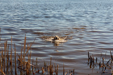 A Golden Retriever Takes A Stick Out Of The Water On A Sunny Spring Morning