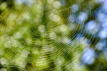 cobweb on green background, background image