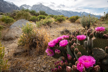 Cactus Blooming With Pink Flowers In Desert Landscape