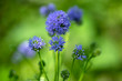 © Iva - Gilia capitata blue beautiful flowering plant, blue-thimble-flowers in bloom, amazing wildflower