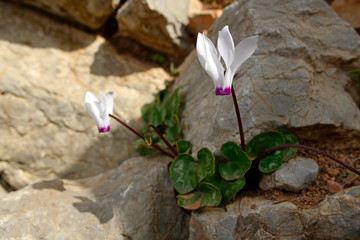 Wall Mural - Alpenveilchen auf Symi, Griechenland - Cyclamen on Symi, Greece