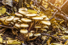 Armillaria Mellea, Commonly Known As Honey Fungus, Is A Basidiomycete Fungus In The Genus Armillaria. Beautiful Edible Mushroom.
