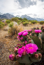 Pink Cactus Flowers Blooming On Cactus Plant In Desert