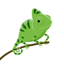 Cartoon Illustration Of A Green Chameleon