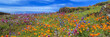 Poppies And More Panorama On North Table Mountain