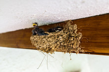 Group Of Chicks Of Swallows, Hirundo Rustica, Inside Their Nest Made With Mud, Waiting For Their Mother.