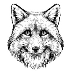 Wall Mural - fox. graphic, sketch, black and white, hand-drawn portrait of a fox's head on a white background.