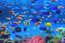 Colorful Schools Of Tropical Fish. Underwater Coral Reef Background