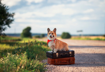 puppy red dog Corgi sits on two old suitcases on the road waiting for passing transport funny sticking out his tongue on a hot summer day