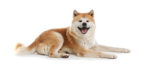 Cute Akita Inu dog isolated on white