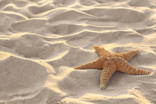 Sandy Beach With Beautiful Starfish Near Sea On Sunny Summer Day. Space For Text