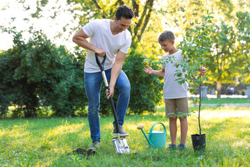 Dad and son planting tree in park on sunny day