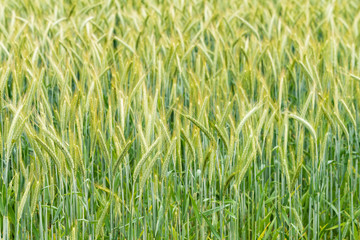 Wall Mural - green wheat field and sunny day