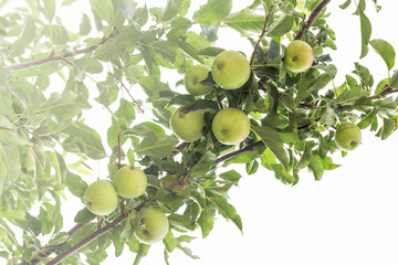 The fruit of the apple tree