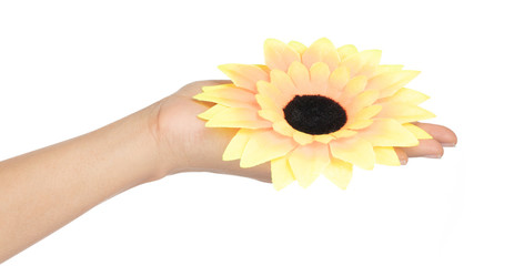 Sticker - hand holding artificial sunflower isolated on white background.