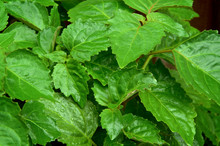 Bright Green Pogostemon Cablin Patchouli Plant Growing In Pot With Its Large Leaves Wet From Rain Or Dew, Medicinal Plant Used In Aromatherapy.