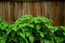 Large Pogostemon Cablin Patchouli Plants Growing Against Wooden Fence With Its Green Leaves Wet From Rain, Medicinal Plant Used In Aromatherapy.
