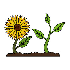 sunflower with plant growing cartoon