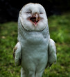 A Australian barn owl standing up and open beak appears to be laughing  