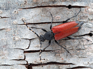 Red-shouldered Pine Borer beetle, Stictoleptura canadensis, from above, on bark