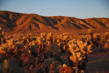 Cholla Cactuses In Joshua Tree National Park At Sunrise With Mountains And Blue Sky In California