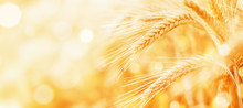 Beautiful Wheat Field In The Sunset Light. Golden Ears During Harvest, Macro, Banner Format. Autumn Agriculture Landscape.
