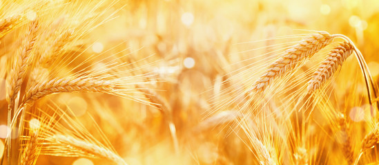 Beautiful wheat field in the sunset light. Golden ripe ears during harvest, macro, banner format. Autumn agriculture landscape.