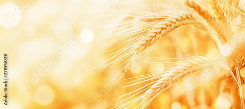 Fotomural Beautiful wheat field in the sunset light