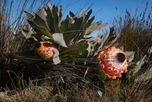Queen Protea (aka Protea Magnifica) With Two Flower Heads In Bloom Close To The Ground In The Cederberg Mountains Of The Western Cape, South Africa.