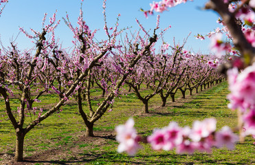 Blooming  peach  trees in the fields over blue sky in spring