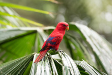 Red Parrot On A Branch In The Jungle
